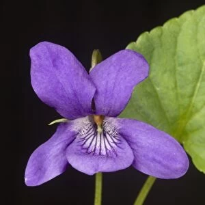 Early dog violet, Viola reichenbachiana, flower and leaf