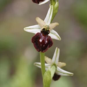 Early Flowering Spider Orchid (Ophrys praecox) close-up of flowerspike, Corsica, France, April