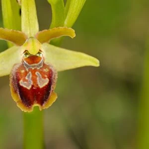 Early Spider Orchid (Ophrys sphegodes) close-up of flower, Italy, april