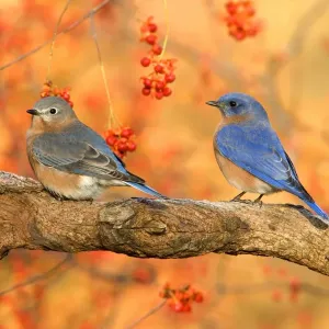 Eastern Bluebird (Sialia sialis) adult pair, perched on branch beside bittersweet, U. S. A. autumn Eastern Bluebird (Sialia sialis) adult pair, perched on branch beside bittersweet, U. S. A. autumn
