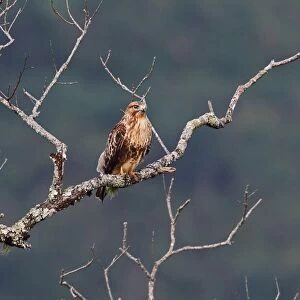 Eastern Buzzard (Buteo japonicus) adult, perched on branch in bare tree, Doi Ang Khang, Chiang Mai Province, Thailand