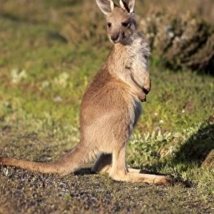 Eastern Grey Kangaroo (Macropus giganteus) young, standing, Wilsons Promontory N. P. Victoria, Australia, November