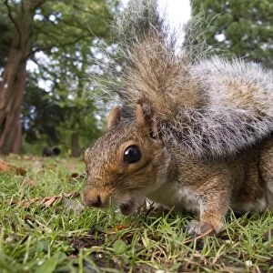 Eastern Grey Squirrel (Sciurus carolinensis) introduced species, adult, feeding on ground in city park, Sheffield, South Yorkshire, England, october