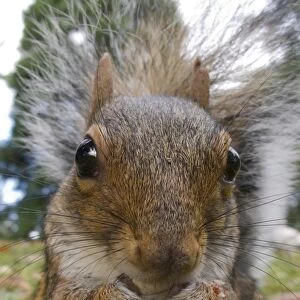 Eastern Grey Squirrel (Sciurus carolinensis) introduced species, adult, close-up of head and paws, feeding on ground in city park, Sheffield, South Yorkshire, England, october