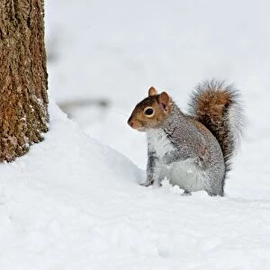 Eastern Grey Squirrel (Sciurus carolinensis) introduced species, adult, standing in snow at base of tree trunk, Ashdown Forest, East Sussex, England, winter