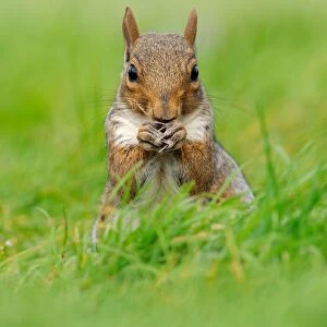 Eastern Grey Squirrel (Sciurus carolinensis) introduced species, adult, feeding, sitting on grass, Oxfordshire