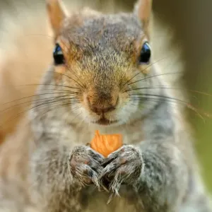 Cachorro gris del este (Sciurus carolinensis), adulto alimentándose de nuez, cerca de la cabeza y las patas en el Parque Unión Plaza Cachorro gris del este (Sciurus carolinensis), adulto alimentándose de nuez, cerca de la cabeza y las patas en el Parque Unión Plaza