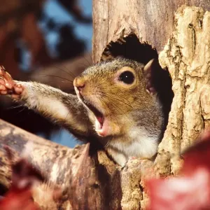 Eastern Grey Squirrel (Sciurus carolinensis) adult, yawning and stretching leg, emerging from hole in tree trunk, U. S. A Eastern Grey Squirrel (Sciurus carolinensis) adult, yawning and stretching leg, emerging from hole in tree trunk, U. S. A