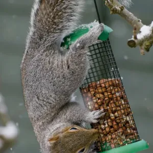 Eastern Grey Squirrel Print, Adult Feeding on Peanuts in Snow Eastern Grey Squirrel Print, Adult Feeding on Peanuts in Snow