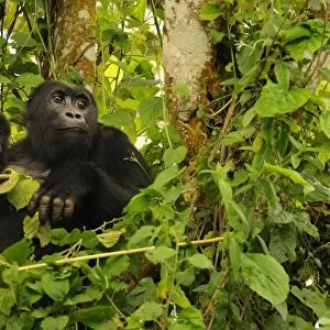 Eastern Lowland Gorilla (Gorilla beringei graueri) adult female with young, Chimanuka family, Kahuzi-Biega N. P