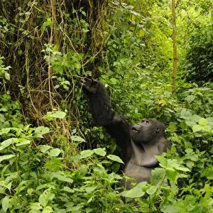 Eastern Lowland Gorilla (Gorilla beringei graueri) Chimanuka adult male silverback, feeding in forest habitat