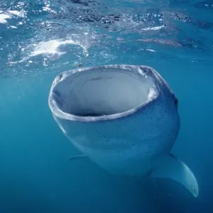 Eating Whale shark, Rhincodon thypus, Djibouti, Djibuti, Afar Triangle, Gulf of Aden, Gulf of Tadjourah, Africa Eating Whale shark, Rhincodon thypus, Djibouti, Djibuti, Afar Triangle, Gulf of Aden, Gulf of Tadjourah, Africa