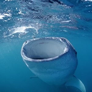 Eating Whale shark, Rhincodon thypus, Djibouti, Djibuti, Afar Triangle, Gulf of Aden, Gulf of Tadjourah, Africa