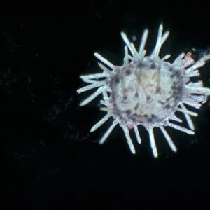 Echinocardium cordatum, young common heart urchin x12
