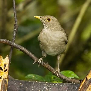 Ecuadorian Thrush (Turdus maculirostris) adult, perched on twig at feeding station in montane rainforest, Andes
