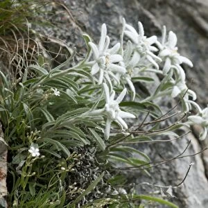 Edelweiss (Leontopodium alpinum) flowering, growing on rockface, Tatra Mountains, Western Carpathians, Poland, June