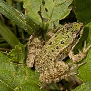 Edible Frog (Pelophylax kl. esculentus) young, sitting on leaves, Brenne, France, August