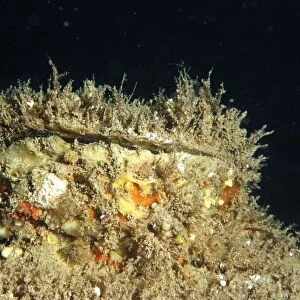 Edible Oyster (Ostrea edulis) adult, on seabed, Swanage Pier, Swanage Bay, Isle of Purbeck, Dorset, England, june