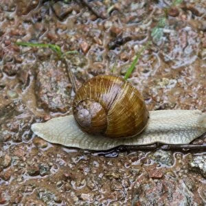 Edible or Roman Snail, Helix pomatia is a species of large, air-breathing land snail or escargot
