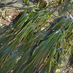 Eelgrass (Zostera marina) growing on seashore, MacKerricher State Park, North California, U. S. A. February