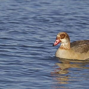 Egyptian Goose (Alopochen aegyptiacus) introduced species, adult, swimming, Norfolk, England, December