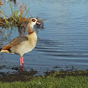 Egyptian Goose (Alopochen aegyptiacus) introduced species, adult, standing in water, Whitlingham Country Park, River Yare, The Broads, Norfolk, England, december