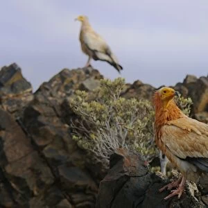 Egyptian Vulture (Neophron percnopterus) two adults, standing on rocks in desert habitat, Socotra, Yemen, march