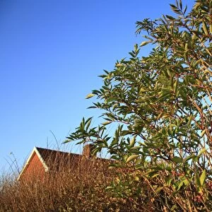 Elder (Sambucus nigra) habit, growing in hedgerow beside house, Bacton, Suffolk, England, november