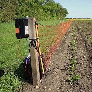 Electric rabbit fence at edge of arable field, to protect Sugar Beet (Beta vulgaris) crop from feeding damage, Bacton
