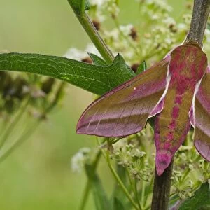 Elephant Hawkmoth (Deilephila elpenor) adult, resting on stem, Priory Water Nature Reserve, Leicestershire, England