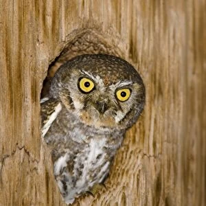 Elf Owl (Micrathene whitneyi) adult, looking out from roost hole, U. S. A