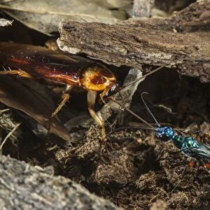 Emerald Cockroach Wasp (Ampulex compressa) adult female, leading American Cockroach (Periplaneta americana)