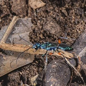 Emerald Cockroach Wasp (Ampulex compressa) adult female, carrying material to burrow with buried American Cockroach