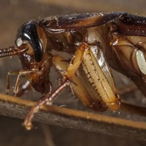 Emerald Cockroach Wasp (Ampulex compressa) egg, just deposited on American Cockroach (Periplaneta americana) host