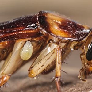 Emerald Cockroach Wasp (Ampulex compressa) larva, attached to American Cockroach (Periplaneta americana) host