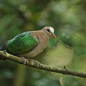 Emerald Dove (Chalcophaps indica indica) adult male, perched on branch, Kaeng Krachan N. P. Thailand, november