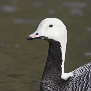 Emperor Geese (Anser canagica) adult, close-up of head and neck, swimming, Arundel W. W. T. (captive)