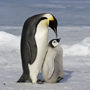 Emperor Penguin (Aptenodytes forsteri) adult and chick, Snow Hill Island, Antarctic Peninsula, Antarctica Emperor Penguin (Aptenodytes forsteri) adult and chick, Snow Hill Island, Antarctic Peninsula, Antarctica