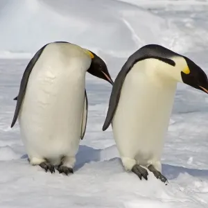Emperor Penguin (Aptenodytes forsteri) adults, two standing on snow, Snow Hill Island, Antarctic Peninsula, Antarctica Emperor Penguin (Aptenodytes forsteri) adults, two standing on snow, Snow Hill Island, Antarctic Peninsula, Antarctica
