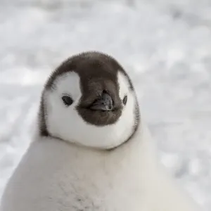 Emperor Penguin (Aptenodytes forsteri) chick, close-up of head, Snow Hill Island, Antarctic Peninsula, Antarctica Emperor Penguin (Aptenodytes forsteri) chick, close-up of head, Snow Hill Island, Antarctic Peninsula, Antarctica