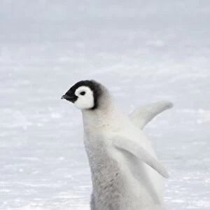 Emperor Penguin (Aptenodytes forsteri) chick, walking across ice, Snow Hill Island, Weddell Sea, Antarctica