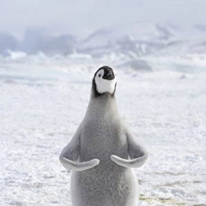 Emperor Penguin (Aptenodytes forsteri) chick, exercising wings, standing on ice, Snow Hill Island, Weddell Sea, Antarctica