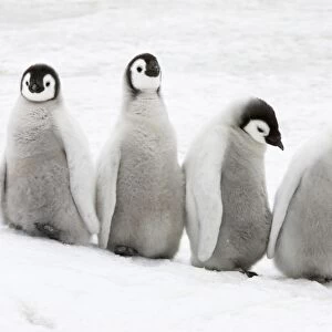 Emperor Penguin (Aptenodytes forsteri) four chicks, standing on ice, Snow Hill Island, Weddell Sea, Antarctica