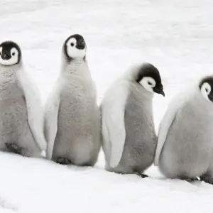 Pengüino del Imperio (Aptenodytes forsteri), cuatro crías de pichón en pie sobre hielo. Isla Snaghill con el mar Glacial Antártico Pengüino del Imperio (Aptenodytes forsteri), cuatro crías de pichón en pie sobre hielo. Isla Snaghill con el mar Glacial Antártico