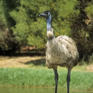 Emu Print, Standing in Water Drinking Western Australia Emu Print, Standing in Water Drinking Western Australia