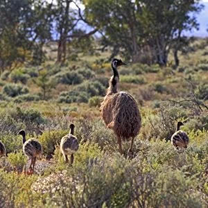 Emu (Dromaius novaehollandiae) adult male with chicks, standing in vegetation, New South Wales, Australia