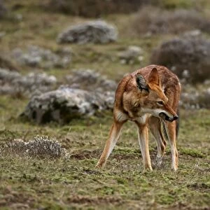 Ethiopian Wolf (Canis simensis) adult, feeding on rodent, on afro-alpine moorland, Bale Mountains, Oromia, Ethiopia