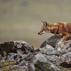 Ethiopian Wolf (Canis simensis) adult, walking amongst rocks on afro-alpine moorland, Bale Mountains, Oromia, Ethiopia