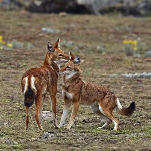 Ethiopian Wolf (Canis simensis) adult pair, greeting each other, Bale Mountains, Oromia, Ethiopia