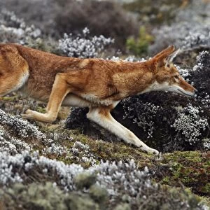 Ethiopian Wolf (Canis simensis) adult, running, hunting prey on afro-alpine moorland, Bale Mountains, Oromia, Ethiopia